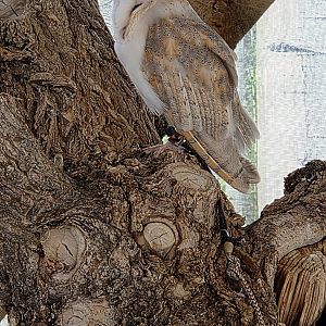 Barn Owl - Reptile Gardens