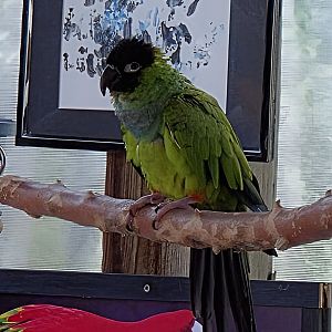 Nanday Conure - Reptile Gardens