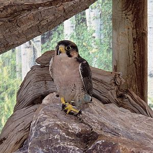 Lanner Falcon - Reptile Gardens