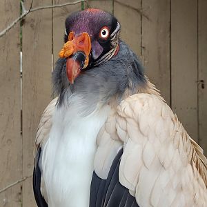 King Vulture - Reptile Gardens