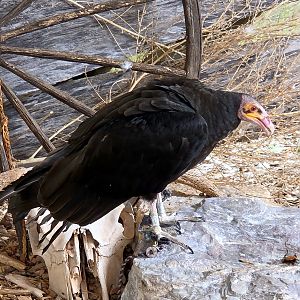 Yellow-Headed Vulture - July 2025