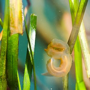 Lion's Mane Nudibranch