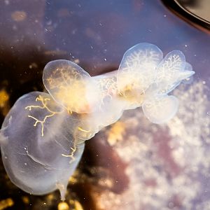 Lion's Mane Nudibranch