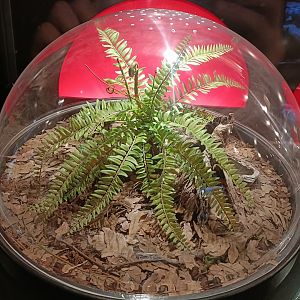 Lasiodora parahybana exhibit  - Bioparc Acuario de Gijón