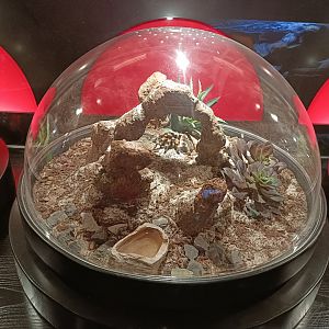 Brachypelma smithi exhibit - Bioparc Acuario de Gijón