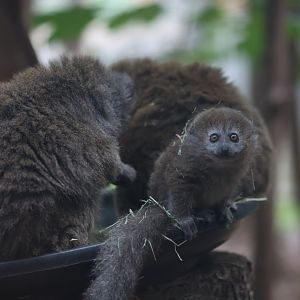Gentle Lemur Baby