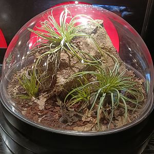 Acanthoscurria geniculata exhibit - Bioparc Acuario de Gijón