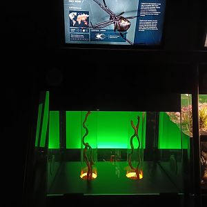 Latrodectus sp. exhibit - Bioparc Acuario de Gijón