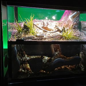 Heterometrus longimanus exhibit - Bioparc Acuario de Gijón