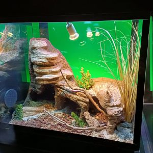 Platymeris biguttatus exhibit - Bioparc Acuario de Gijón