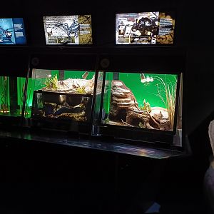 Invertebrates exhibits - Bioparc Acuario de Gijón