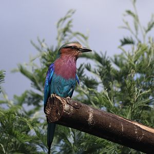 Lilac-Breasted Roller