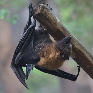 Rodrigues Fruit Bat