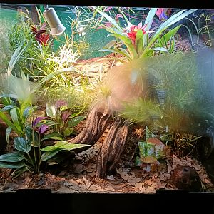 Dyeing poison dart frog exhibit - Bioparc Acuario de Gijón