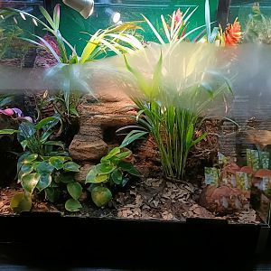 Blue poison dart frog exhibit - Bioparc Acuario de Gijón