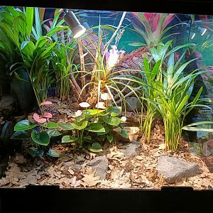 Golden poison frog exhibit - Bioparc Acuario de Gijón