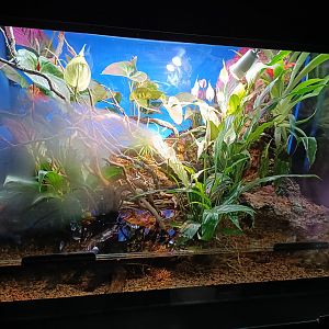 Oriental fire-bellied toad exhibit - Bioparc Acuario de Gijón