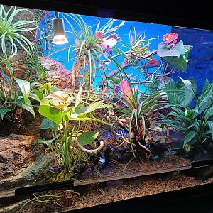 Sword-tail newt exhibit - Bioparc Acuario de Gijón