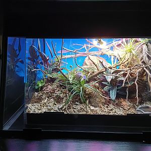 Sri Lankan pit viper exhibit - Bioparc Acuario de Gijón