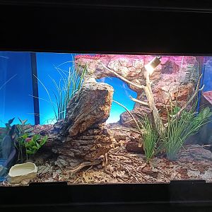 Horned viper exhibit - Bioparc Acuario de Gijón