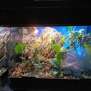 Schlegel's eyelash-pitviper exhibit - Bioparc Acuario de Gijón