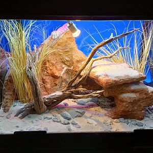 Crotalus pyrrhus exhibit - Bioparc Acuario de Gijón