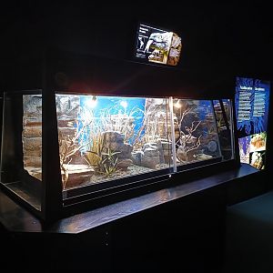 Gila monster exhibit - Bioparc Acuario de Gijón