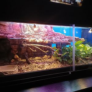 West African Gaboon viper exhibit - Bioparc Acuario de Gijón