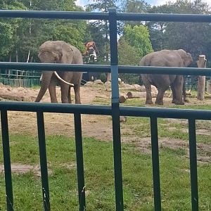 African Elephant & Asian Elephant