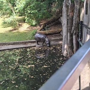 Pygmy Hippopotamus