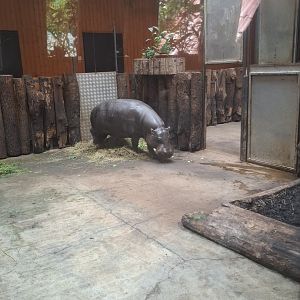 Pygmy Hippopotamus