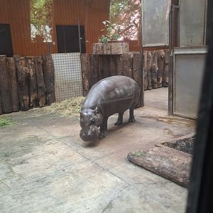 Pygmy Hippopotamus