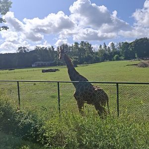 Rothschild's Giraffee