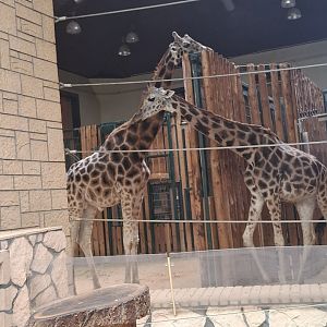 Rothschild's Giraffe