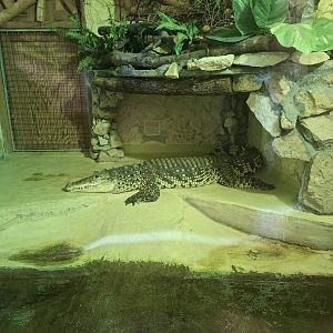 Cuban Crocodile