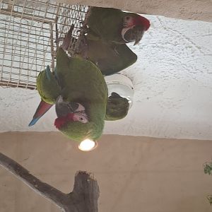 Mexican Military Macaw