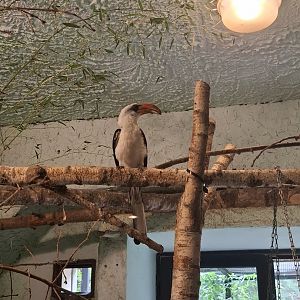 Von-Der-Decken's Hornbill