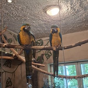 Blue-And-Yellow Macaw