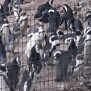 Albino African Penguin Kokosanka