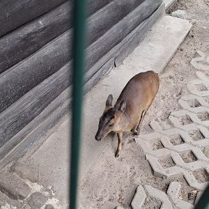 Reeve's Muntjac