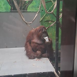 Orangutan ID?