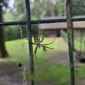 Wasp Spider