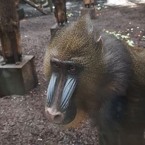 Mandrill