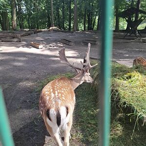 Fallow Deer