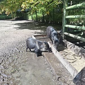 Collared Peccary