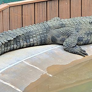 Slender-Snouted Crocodile-Reptile Gardens