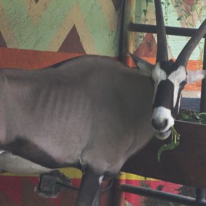 Gemsbok (Oryx gazella) - Maharani Zoo & Goa