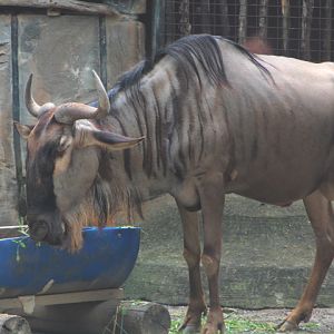 Eastern white-bearded wildebeest (Connochaetes taurinus albojubatus) - Maharani Zoo & Goa