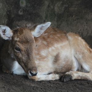 European fallow deer (Dama dama) - Maharani Zoo & Goa