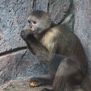 Wedge-capped capuchin (Cebus olivaceus olivaceus) - Maharani Zoo & Goa
